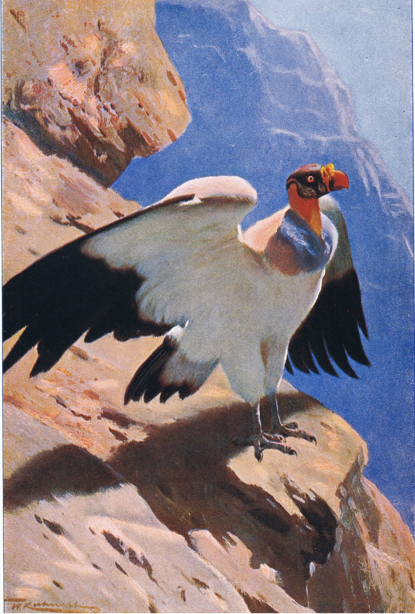 King Vulture ، من الحياة البرية في العالم ، نشره فريدريك وارن وشركاه ، c.1900 بواسطة فيلهلم كونرت