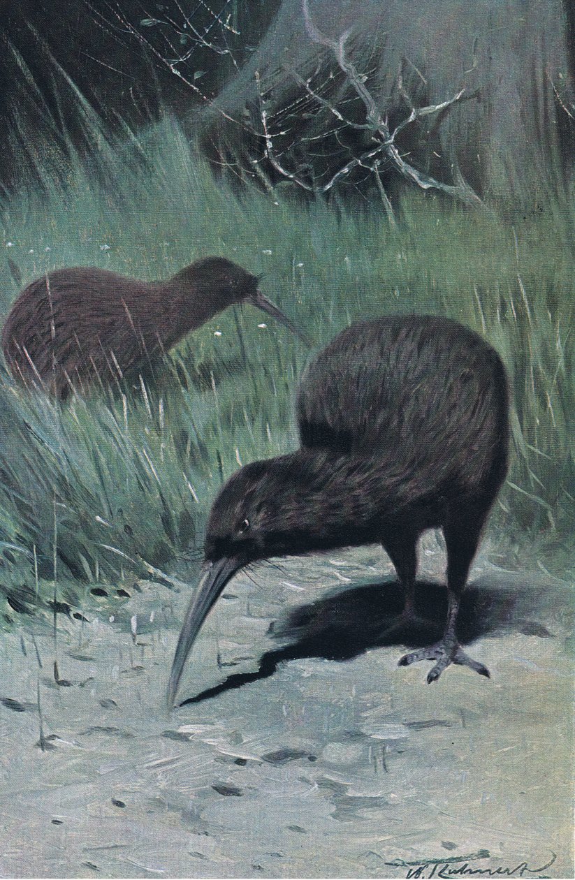كيوي ، رسم توضيحي من Wildlife of the World ، c.1910 بواسطة فيلهلم كونرت