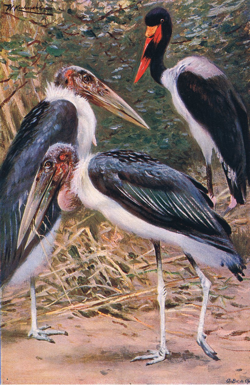 ماربو و جابيرو ، رسم توضيحي من الحياة البرية في العالم ، حوالي عام 1910 بواسطة فيلهلم كونرت