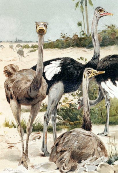 النعامة ، لوحة من "Brehm's Animal Life: General Knowledge Kingdom of the Animal Kingdom" ، المجلد 6 ، ص 691 ، نشره المعهد الببليوغرافي بواسطة فيلهلم كونرت