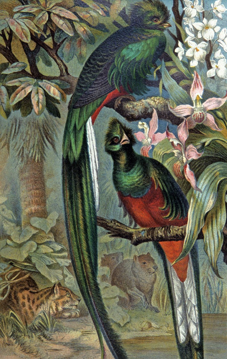 الكوازال المتألق، حوالي عام 1910 (رسم توضيحي) بواسطة فيلهلم كونرت