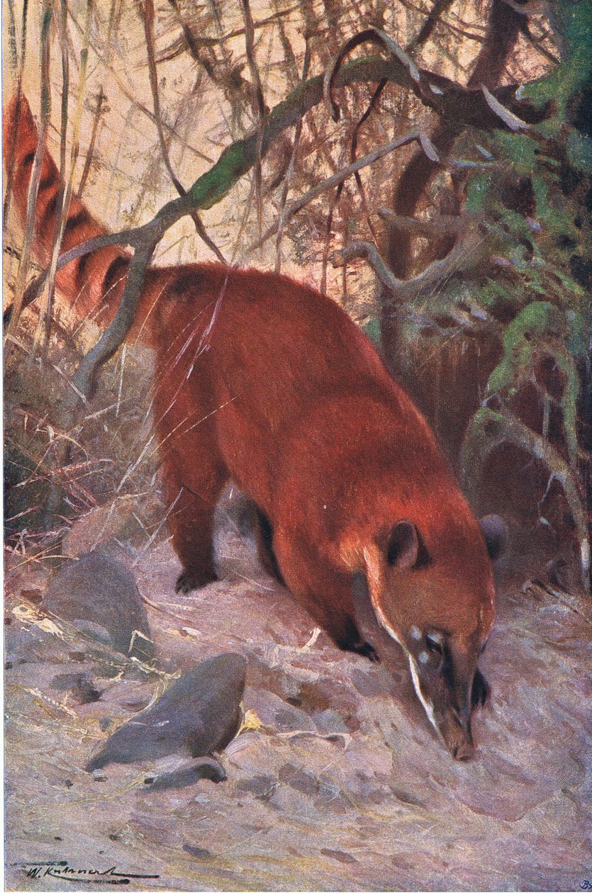 Red Coati ، من الحياة البرية في العالم ، نشره Frederick Warne & Co ، c.1900 بواسطة فيلهلم كونرت