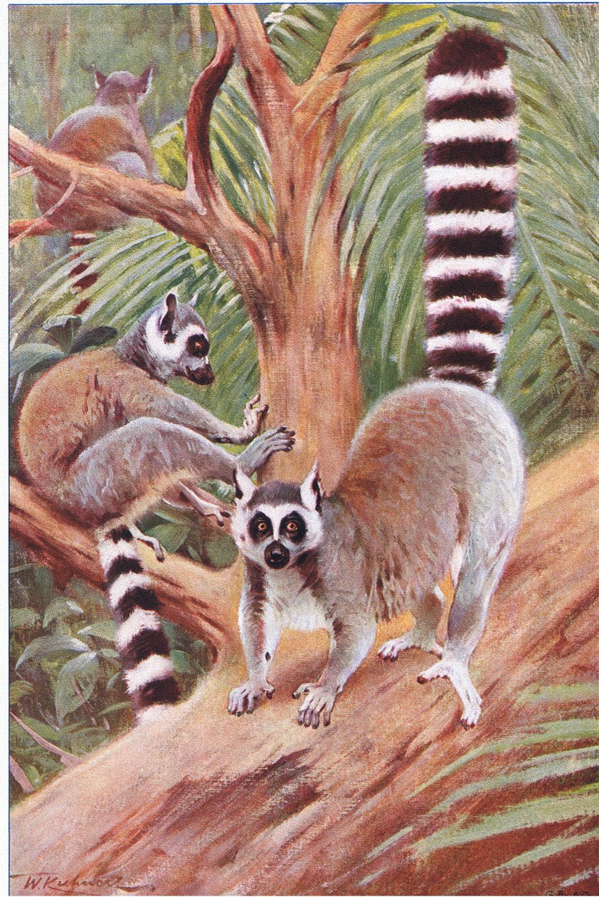 الذيل الدائري ليمور ، رسم توضيحي من Wildlife of the World ، c.1910 بواسطة فيلهلم كونرت