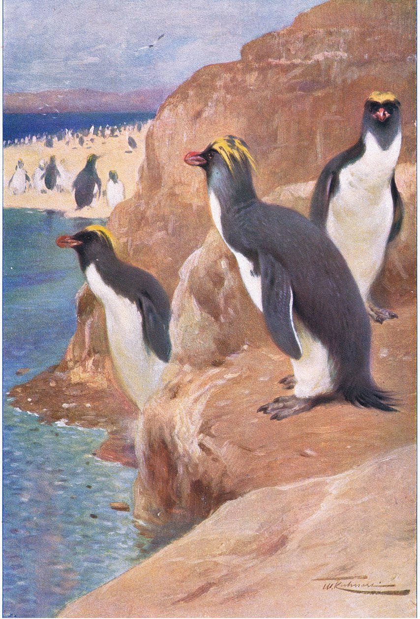 Rock Penguin ، توضيح من Wildlife of the World ، c.1910 بواسطة فيلهلم كونرت