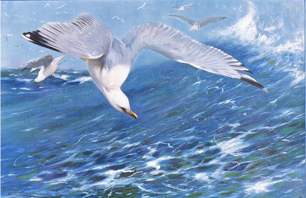 Silver Gull ، من الحياة البرية في العالم نشره فريدريك وارن وشركاه ، c.1900 بواسطة فيلهلم كونرت