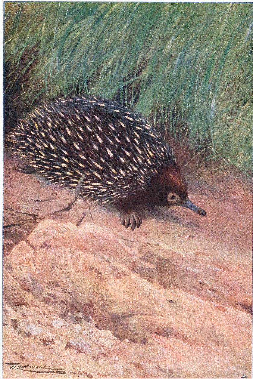 Spiny Ant-Eater ، توضيح من Wildlife of the World ، c.1910 بواسطة فيلهلم كونرت