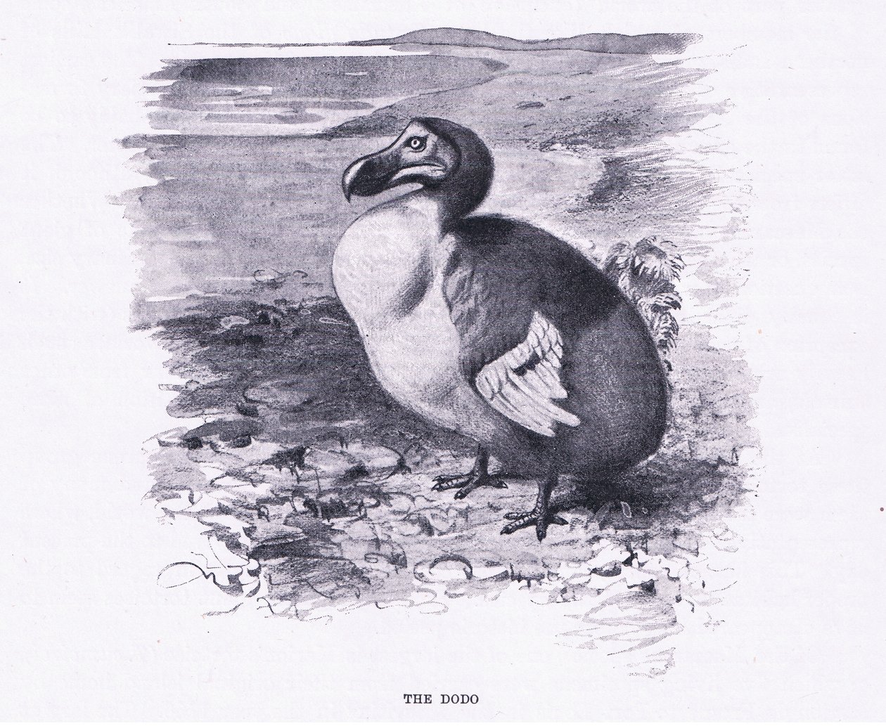 دودو ، رسم توضيحي من Wildlife of the World ، c.1910 بواسطة فيلهلم كونرت