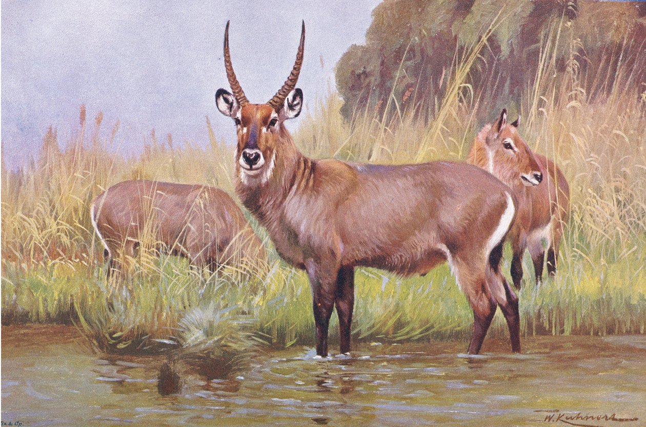 Water Buck ، توضيح من Wildlife of the World ، c.1910 بواسطة فيلهلم كونرت