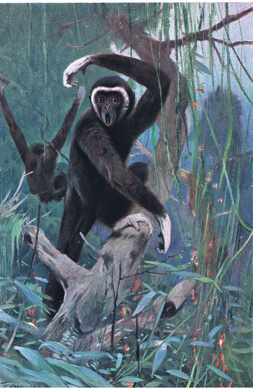 White-Handed Gibbon ، من الحياة البرية في العالم نشره فريدريك وارن وشركاه ، c.1900 بواسطة فيلهلم كونرت