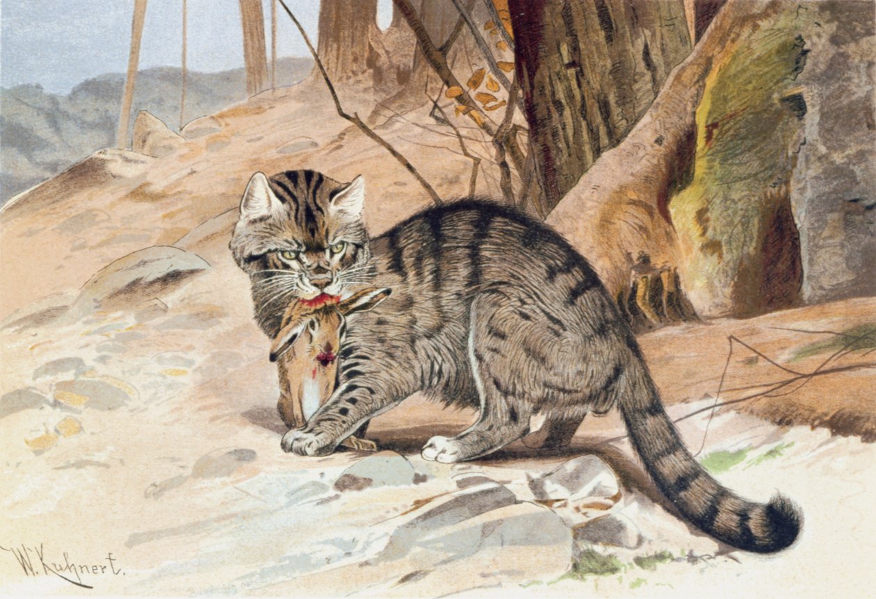 Wildcat ، لوحة من "Brehms Tierleben: Allgemeine Kunde des Tierreichs" ، المجلد 1 ، الصفحة 418 ، نشره Bibliographisches Institut بواسطة فيلهلم كونرت