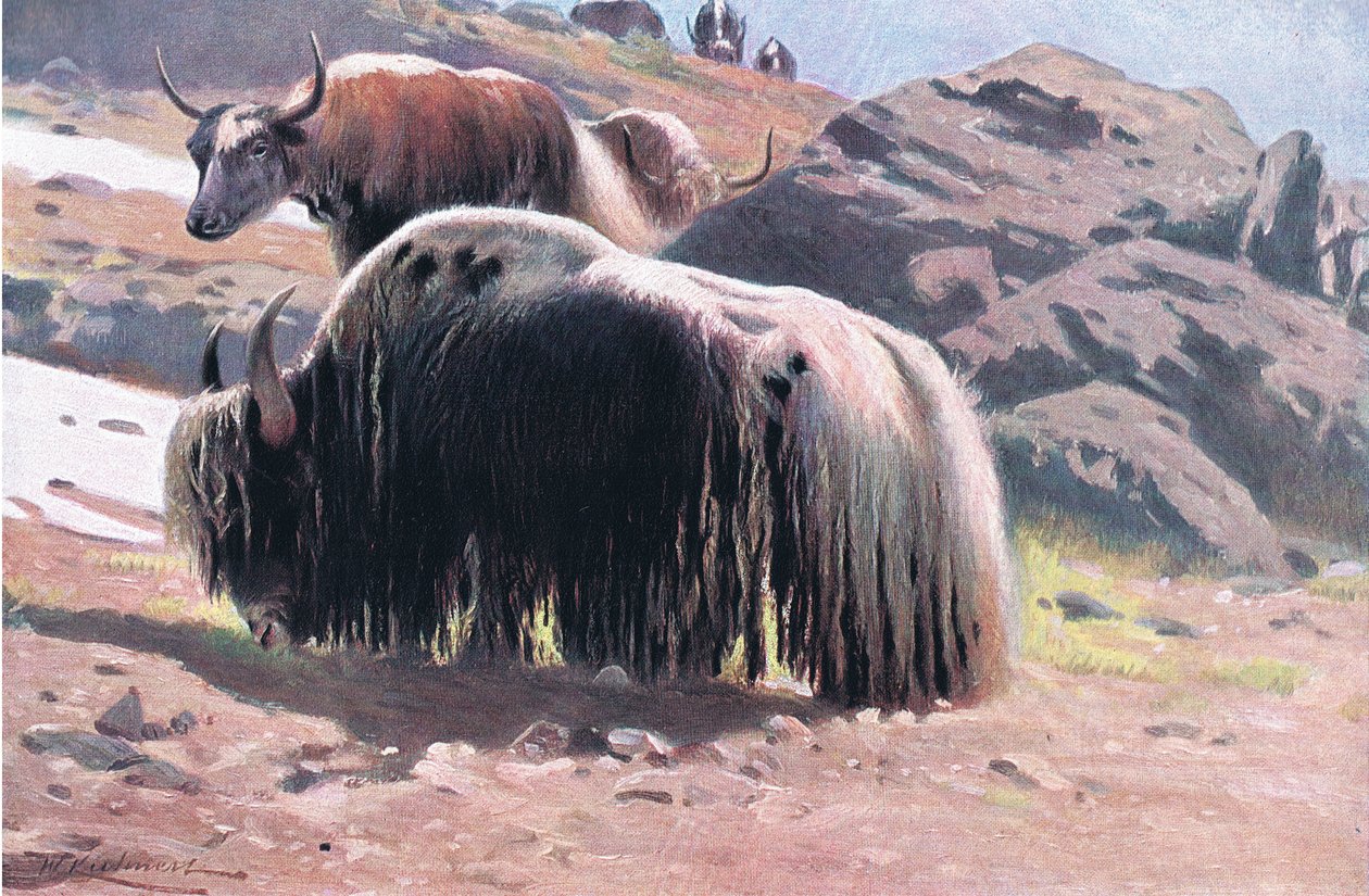 ياك ، من الحياة البرية في العالم نشره فريدريك وارن وشركاه ، c.1900 بواسطة فيلهلم كونرت