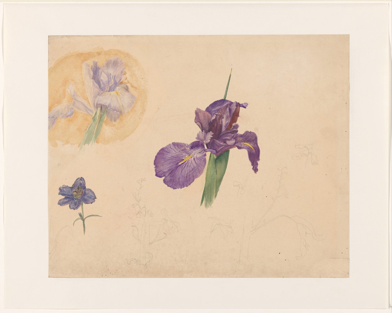 دراسات قزحية و larkspur بواسطة Willem van Konijnenburg