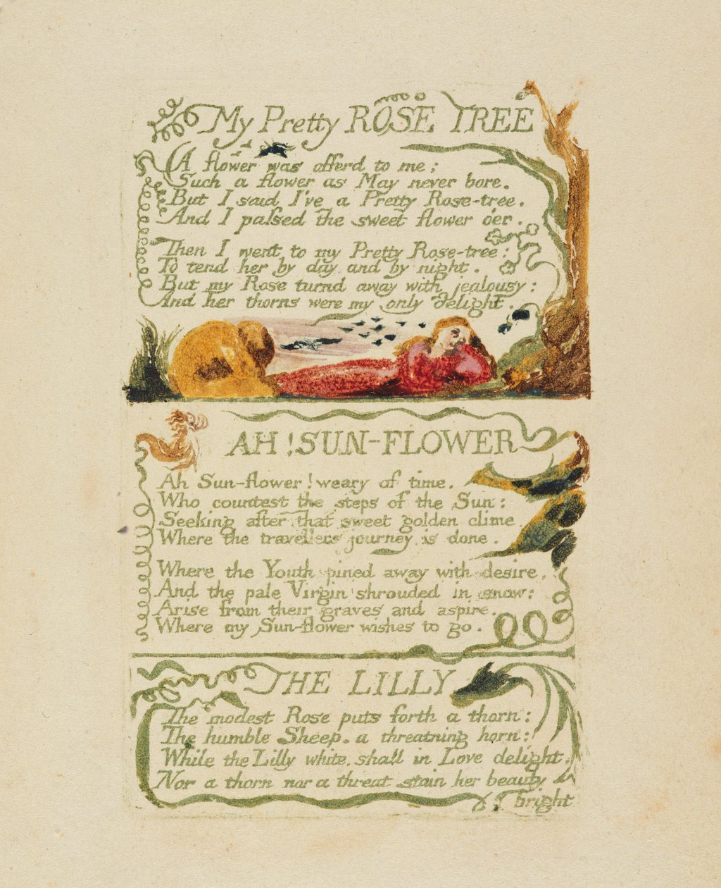 "My Rose Pretty Rose Tree" و "Ah! زهرة الشمس ، و "الزنبق" ، من "أغاني التجربة" ، 1794 (نقش بارز بالألوان اليدوية والألوان المائية) بواسطة وليام بليك