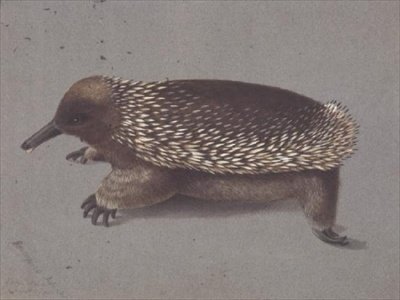 Spiny Echidna ، القرن التاسع عشر بواسطة ويليام بويلو جولد