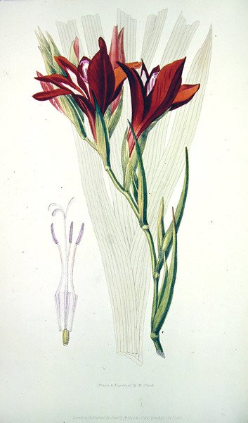 جلاديولوس: (أحمر) من `Flora Conspicua ، نشره سميث ، إلدر وشركاه ، أكتوبر 1825 بواسطة وليام كلارك