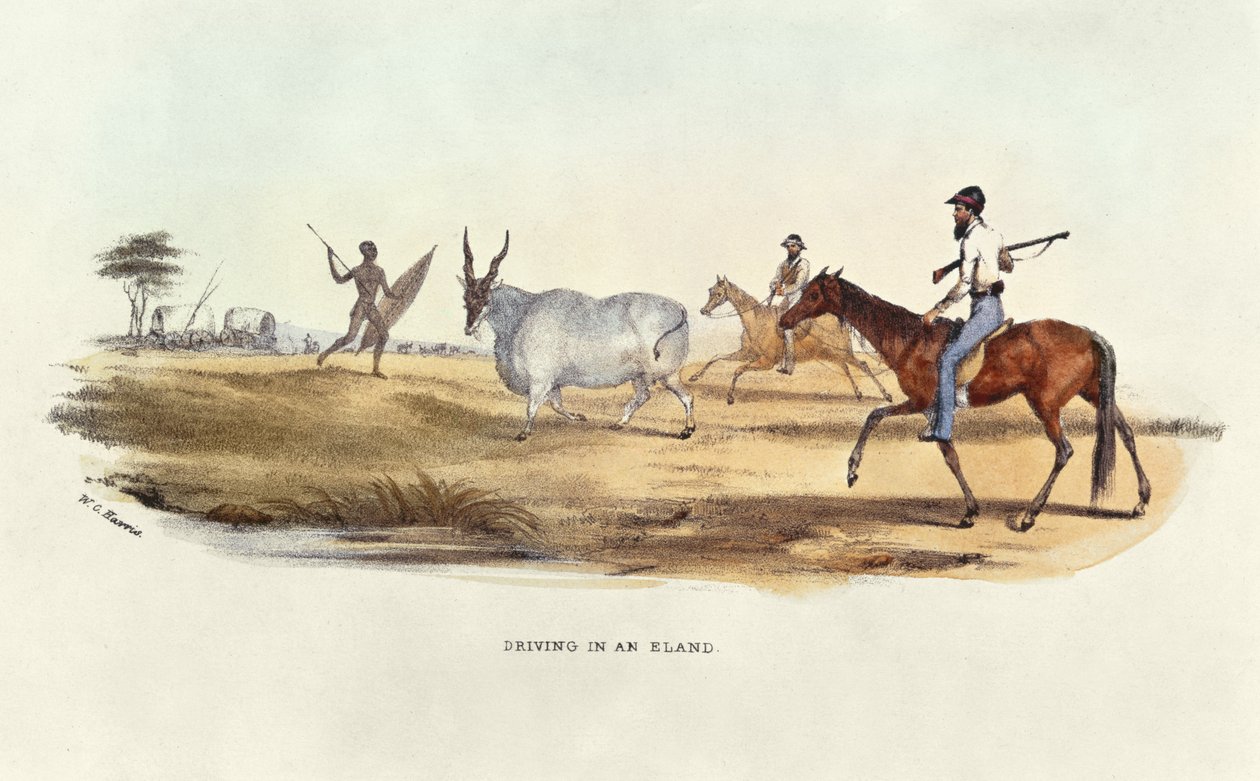 القيادة في جزيرة Eland ، صورة توضيحية من Wild Sports of South Africa ، بقلم WC Harris ، 1841 بواسطة وليام كورنواليس هاريس
