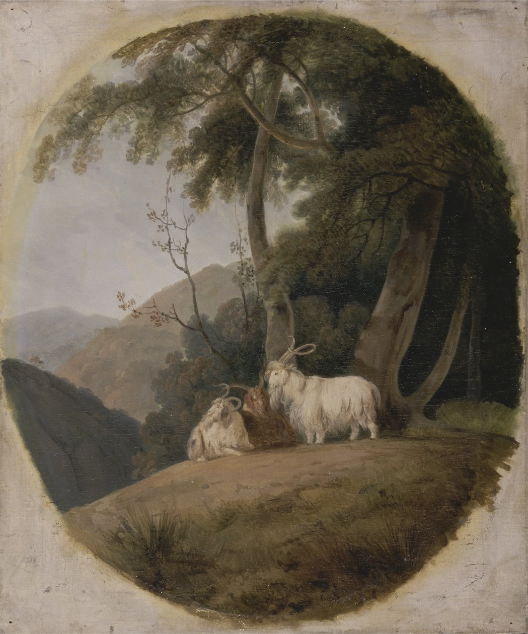 ماعز كشمير ، 1780-1820 بواسطة وليام دانييل
