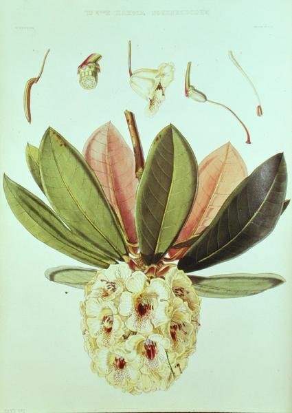 Rhododendron Wightii ، من Rhododendrons من Sikkim Himalaya بواسطة JD Hooker بواسطة وليام هوكر