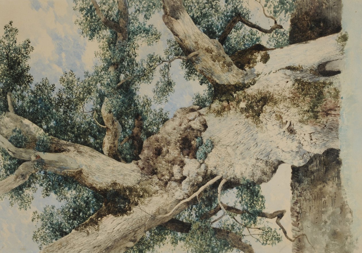 دراسة عن الشجرة في The Rookery ، c.1854 (مرحاض على ورق) بواسطة وليام جيمس بلاكلوك