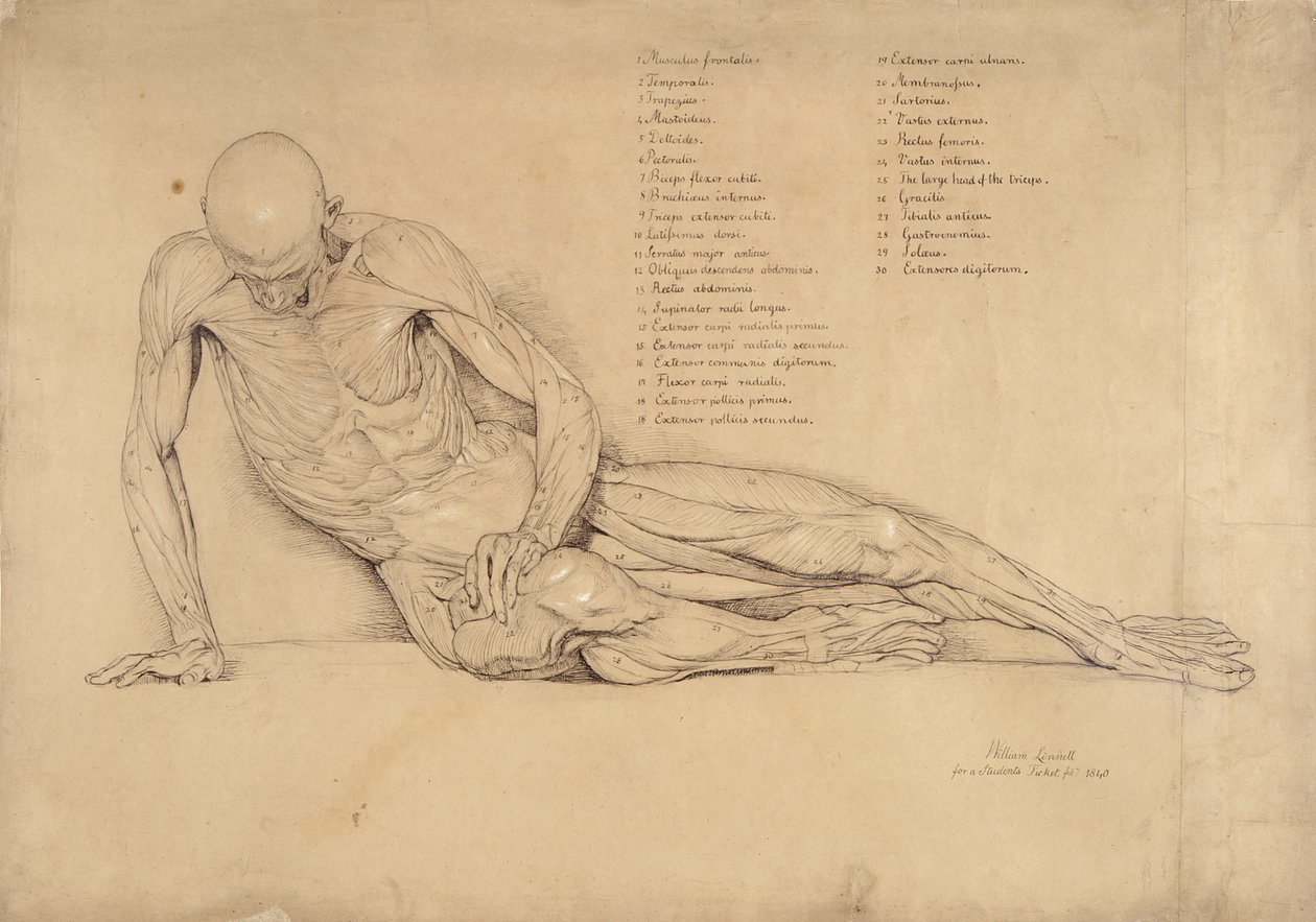 دراسة Ecorche لغزو الموت ، 1840 (قلم وحبر على ورق) بواسطة وليام لينيل