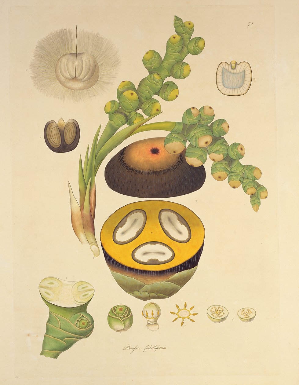 Borassus flabelliformis (شجرة بالميرا) التوضيح من "نباتات ساحل كورومانديل" ، 1795 بواسطة وليام روكسبيرج
