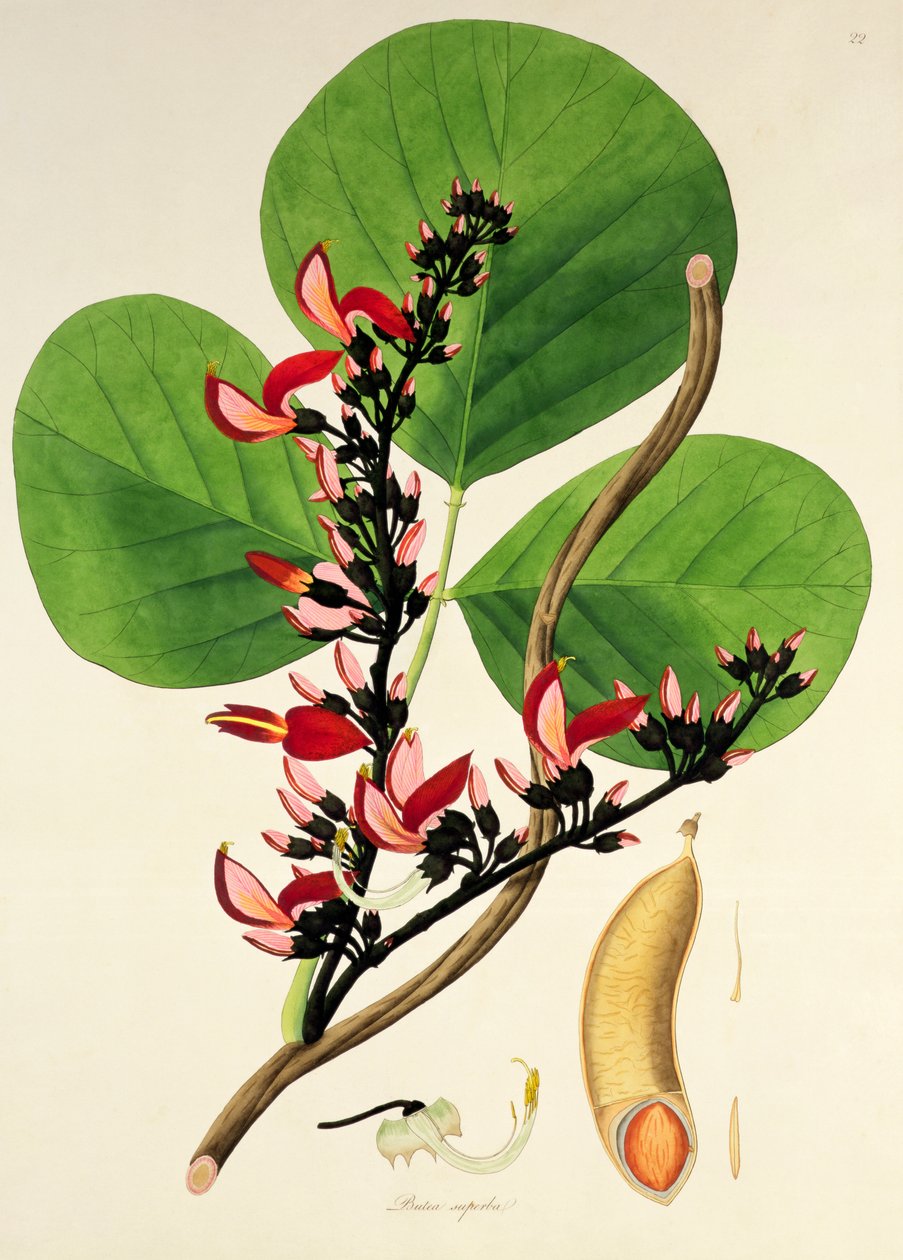 بوتا سوبربا ، رسم توضيحي من "نباتات ساحل كورومانديل" ، 1795 بواسطة وليام روكسبيرج
