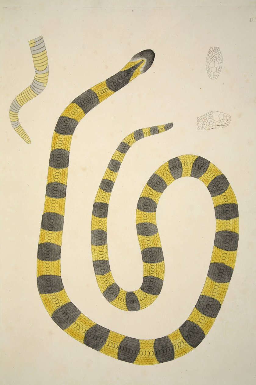 Bungarum Pamah ، من حساب الثعابين الهندية التي تم جمعها على ساحل Coromandel ، حانة. 1796 (نقش ملون) بواسطة ويليام سكيلتون