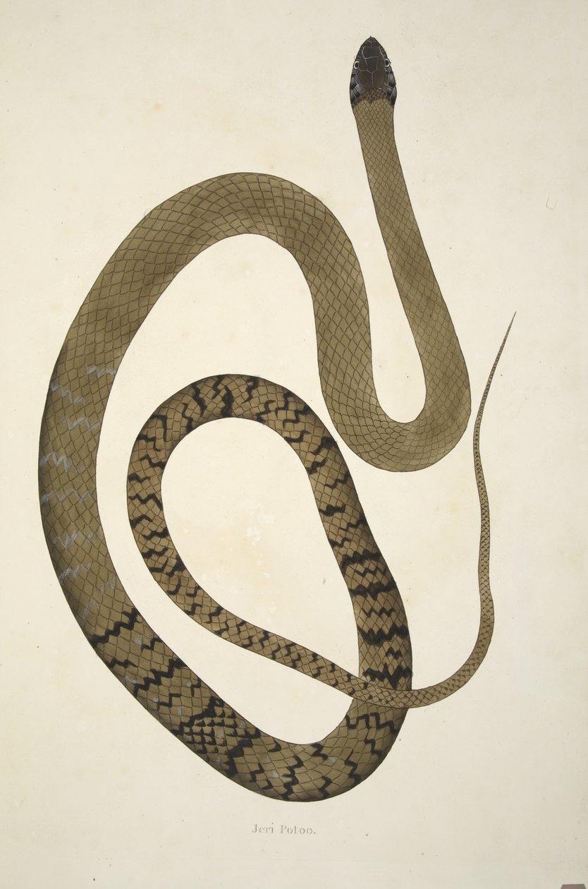 جيري بوتو ، من حساب الثعابين الهندية التي تم جمعها على ساحل كورومانديل ، حانة. 1796 (نقش ملون) بواسطة ويليام سكيلتون