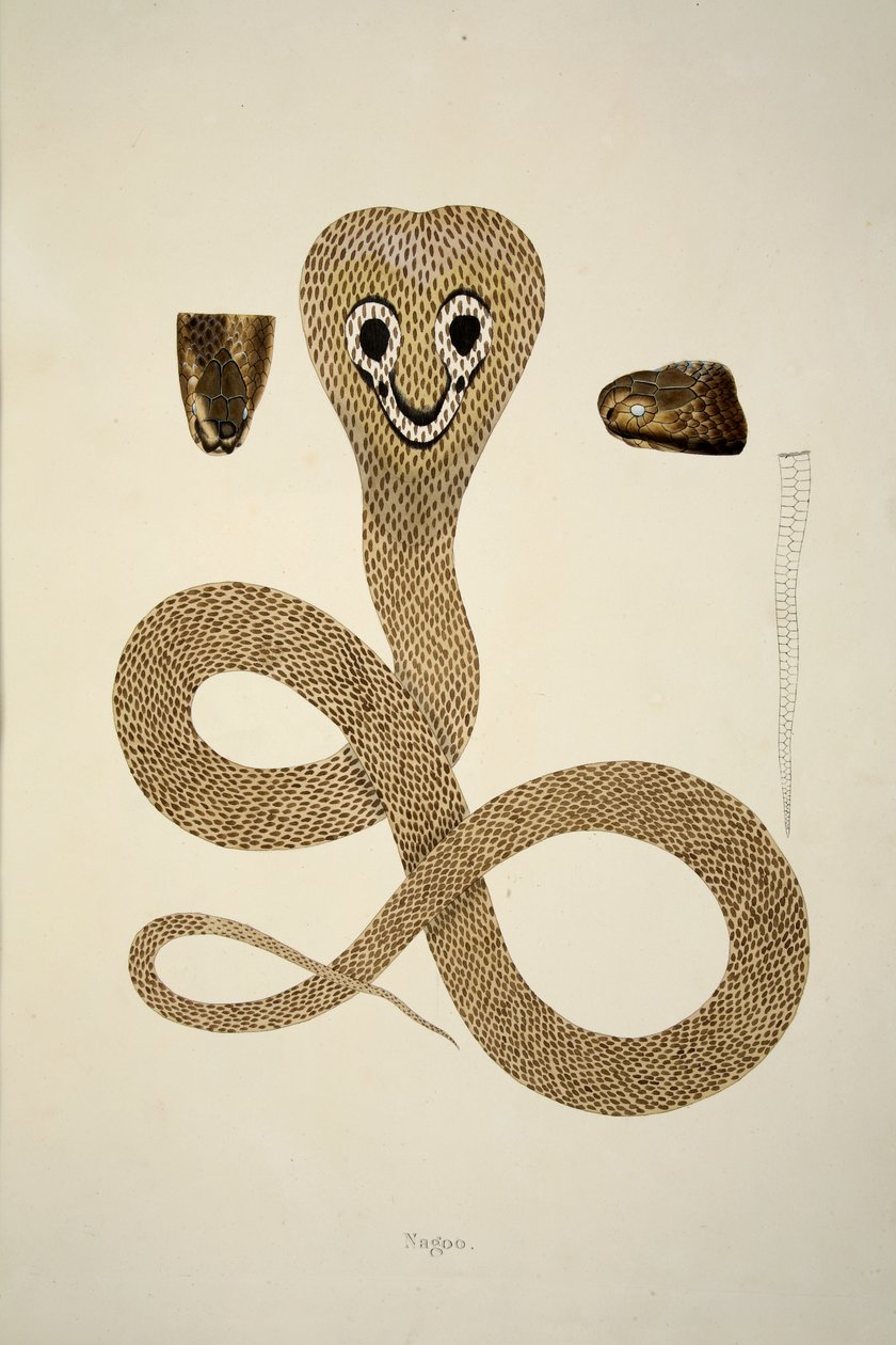 Nagoo ، من حساب الثعابين الهندية التي تم جمعها على ساحل Coromandel ، حانة. 1796 (نقش ملون) بواسطة ويليام سكيلتون