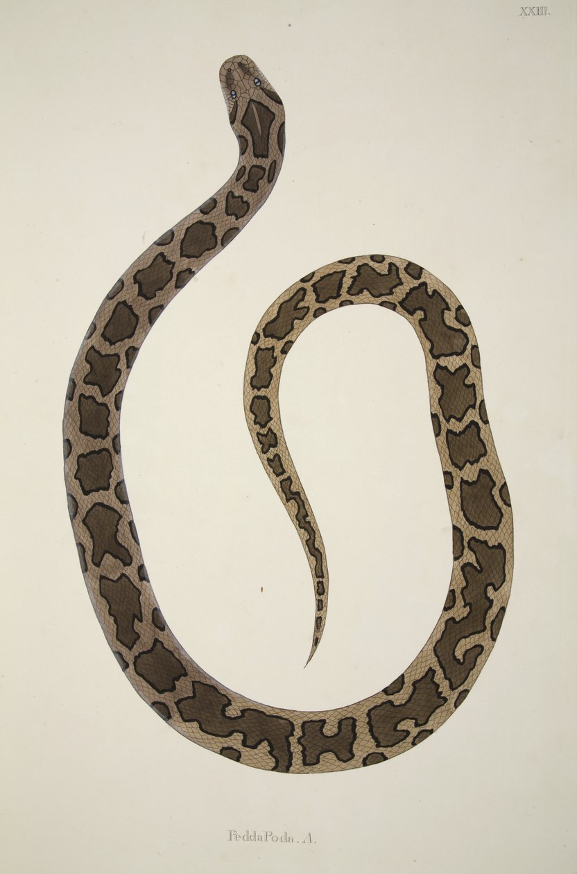 Pedda Poda. A. ، من حساب الثعابين الهندية التي تم جمعها على ساحل Coromandel ، حانة. 1796 (نقش ملون) بواسطة ويليام سكيلتون