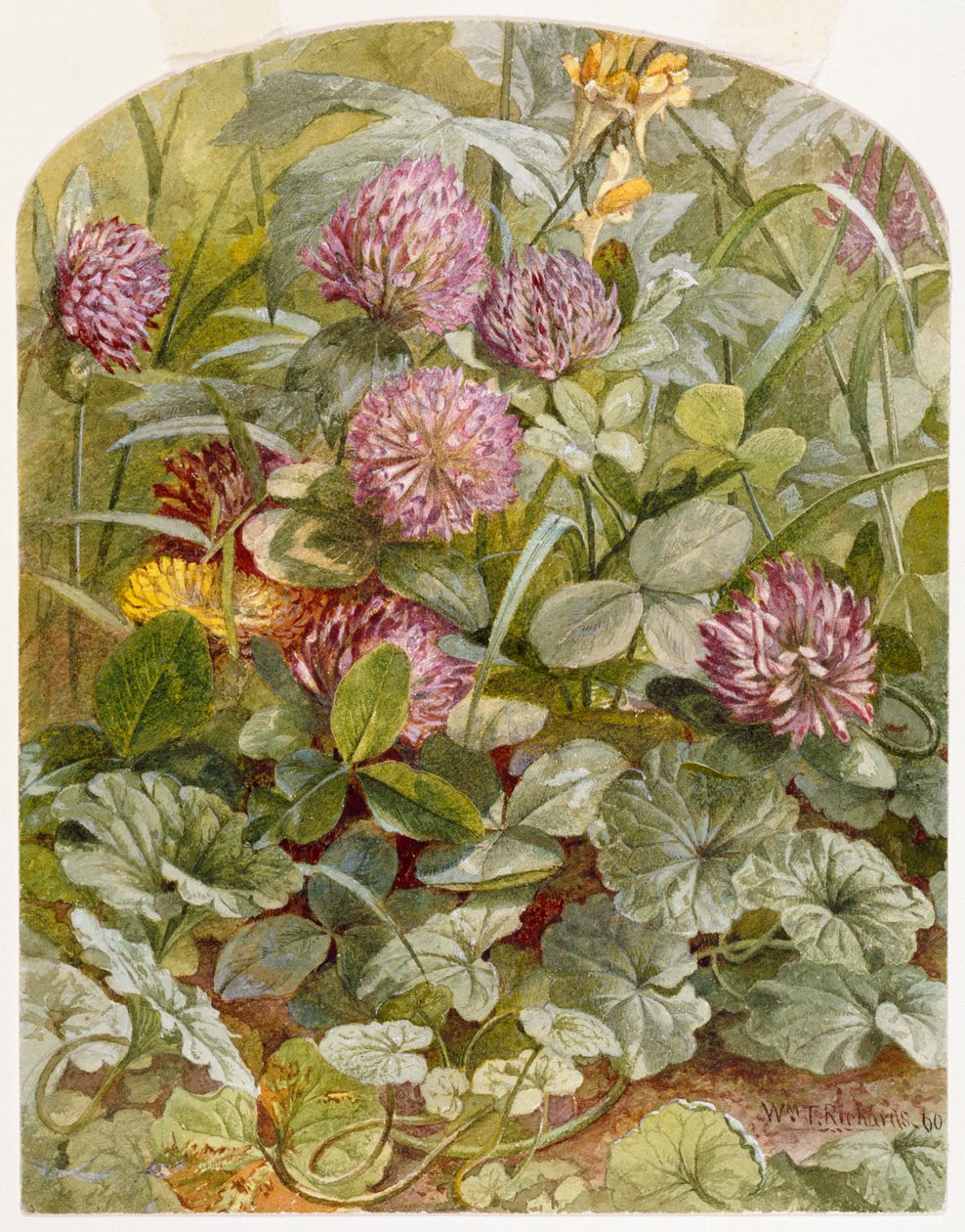 البرسيم الأحمر مع الزبدة والبيض واللبلاب الأرضي ، 1860 (قلم رصاص مع مرحاض على ورق) بواسطة وليام تروست ريتشاردز