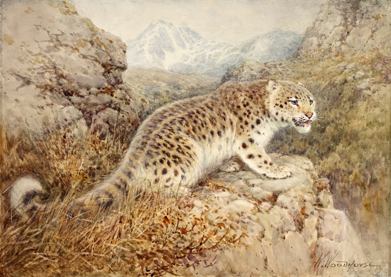 سنو ليوبارد ، ج .1920 بواسطة وليام وودهاوس