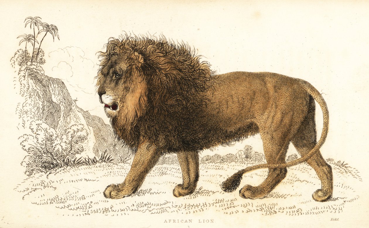 الأسد الأفريقي ، ليو النمر. مُعَرَّض. ، 1834 (نقش) بواسطة وليام الكسندر فوربس