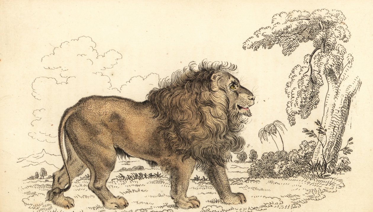 أسد آسيوي ، مهدد بالانقراض ، ليو النمر Panthera leo. ، 1834 (نقش) بواسطة وليام الكسندر فوربس