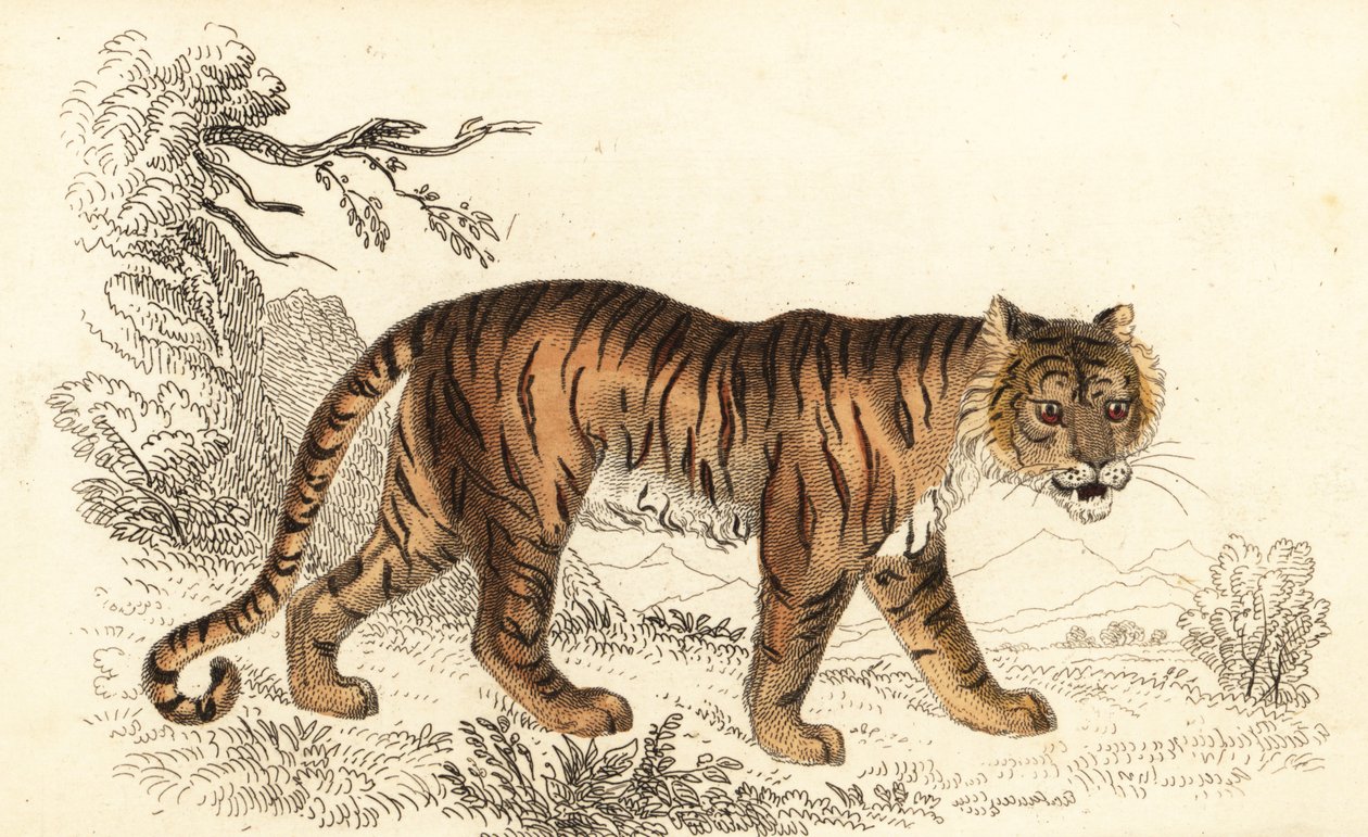 النمر البنغالي ، Panthera tigris tigris. ، 1834 (نقش) بواسطة وليام الكسندر فوربس