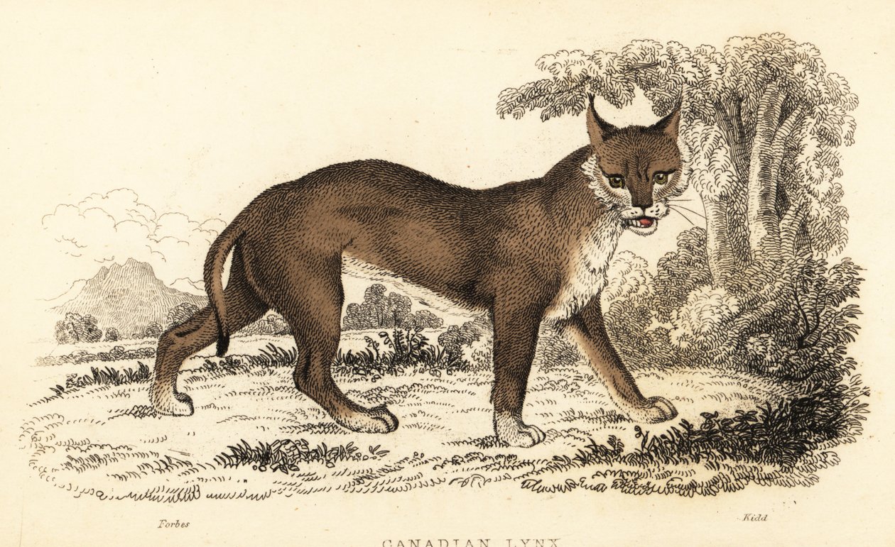 الوشق الكندي ، Lynx canadensis. ، 1834 (نقش) بواسطة وليام الكسندر فوربس