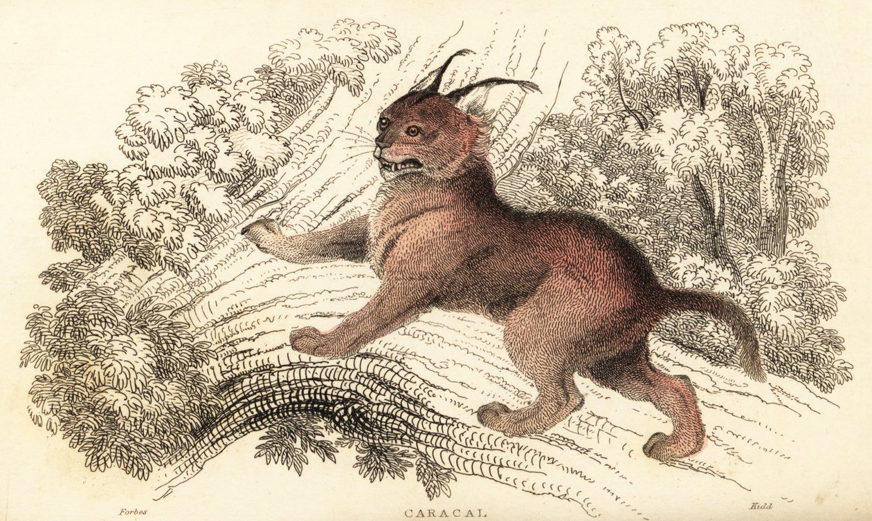 كاراكال، كاراكال كاراكال، 1834 (نقش) بواسطة وليام الكسندر فوربس