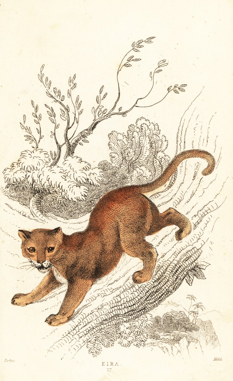 جاكواراندي ، بوما يحترم. ، 1834 (نجرافينج) بواسطة وليام الكسندر فوربس