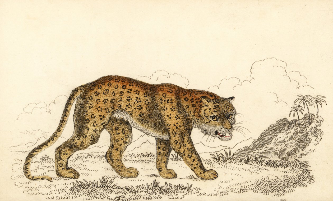 ليوبارد ، Panthera pardus ، ضعيف ، 1834 (نقش) بواسطة وليام الكسندر فوربس