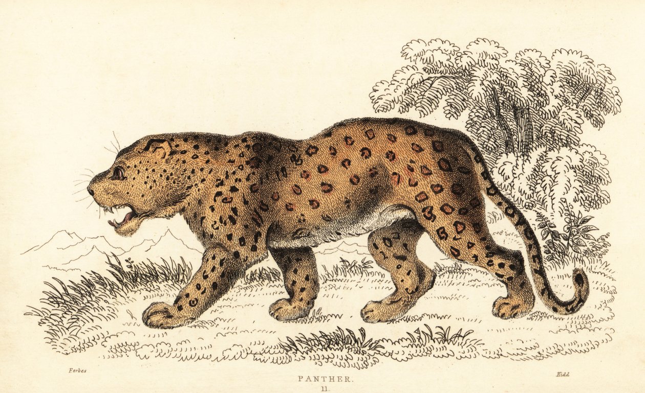 ليوبارد ، Panthera pardus ، ضعيف ، 1834 (نقش) بواسطة وليام الكسندر فوربس
