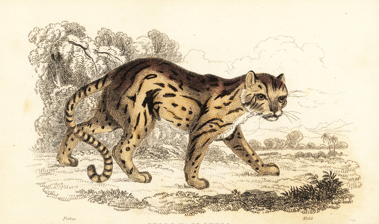 مارجاي ، علم ليوبارد. ، 1834 (نقش) بواسطة وليام الكسندر فوربس