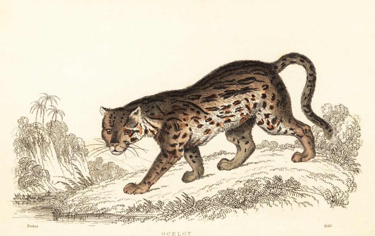 Ocelot ، Leopardus pardalis. ، 1834 (نقش) بواسطة وليام الكسندر فوربس