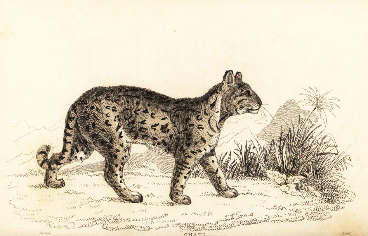Ocelot ، النمر اللطيف. ، 1834 (نقش) بواسطة وليام الكسندر فوربس