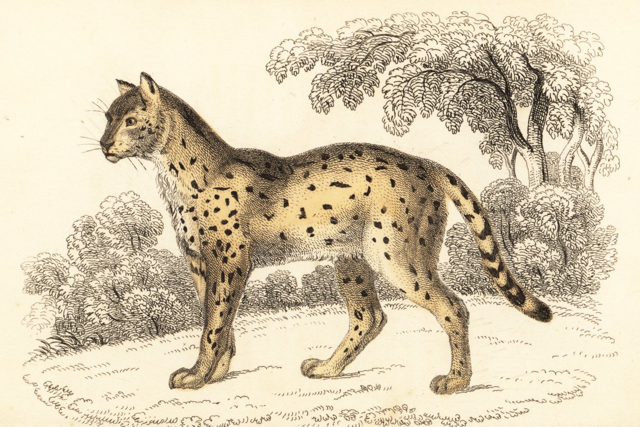 سيرفال، ليپتايلوروس سيرفال، 1834 (نقش) بواسطة وليام الكسندر فوربس