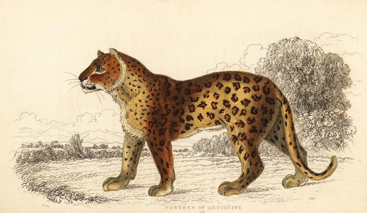 النمر في العصور القديمة. ، 1834 (نقش) بواسطة وليام الكسندر فوربس