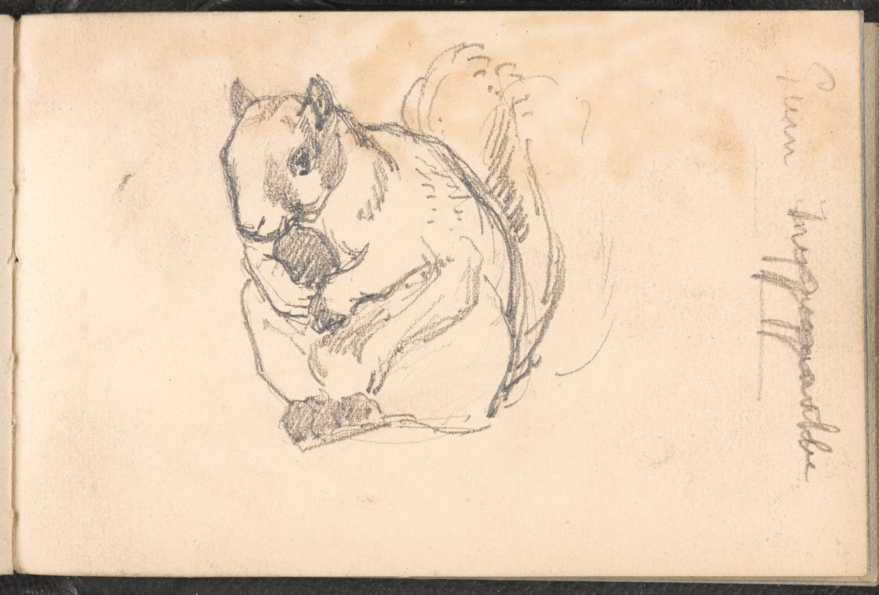 رسم سنجاب ، حوالي 1879 بواسطة صوف ويليام بارنز