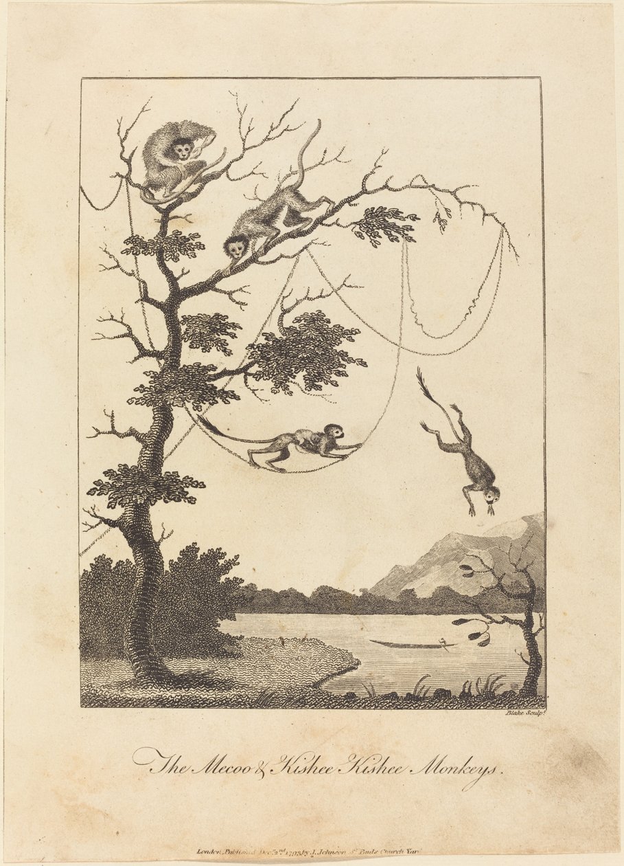 The Mecoo & Kisbee Kishee Monkeys1793. بواسطة وليام بليك
