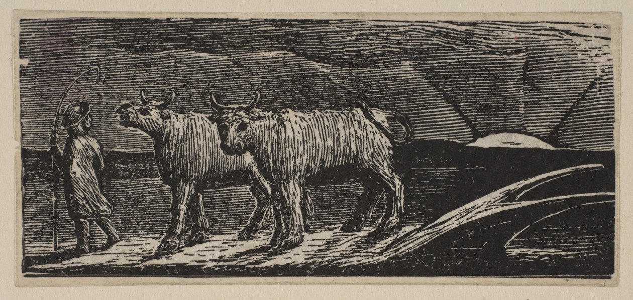 Unyokd Heifers ، Loitering Homeward ، من Thorntons Pastorals of Virgil ، 1821. بواسطة وليام بليك