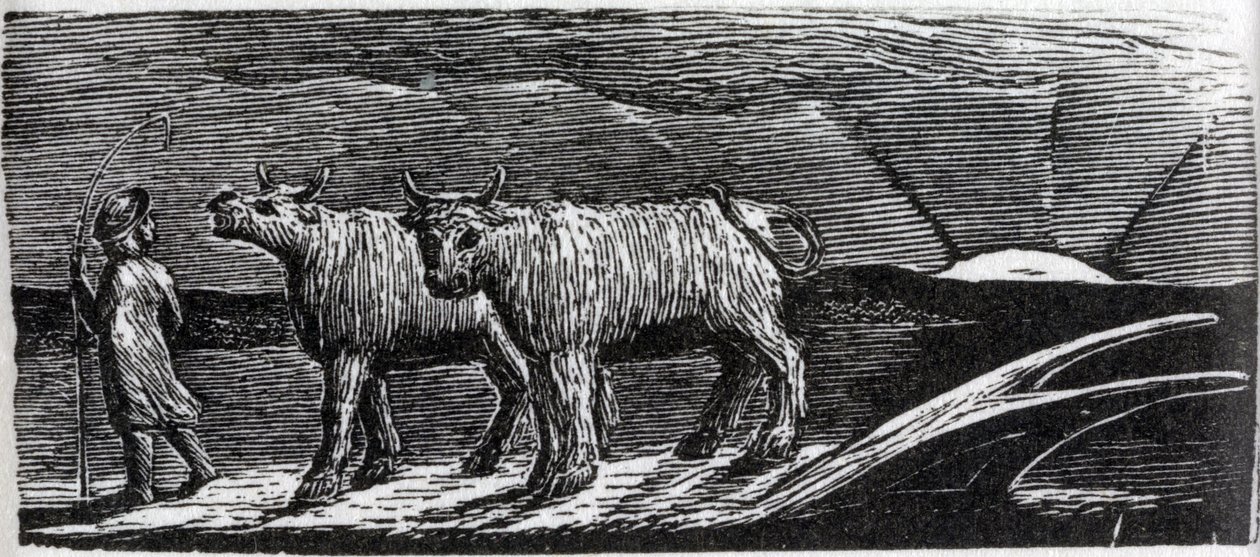 Heifers Unyoked Loitering Homeward ، رسم توضيحي من دكتور ثورنتون "The Pastorals of Virgil" بواسطة وليام بليك
