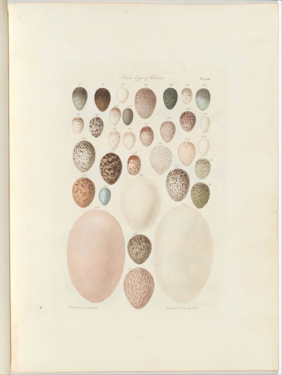 بيض الطيور في فيكتوريا ، الصحيفة غير المنشورة Australia Terra Cognita بقلم ويليام بلاندوفسكي. 1855-56 بواسطة وليام بلاندوفسكي